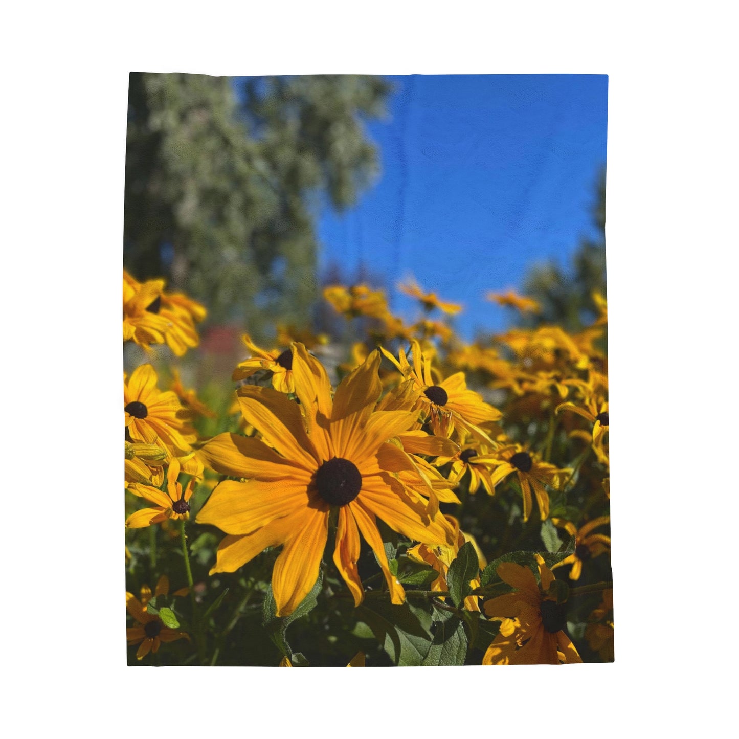 Velveteen Plush Blanket